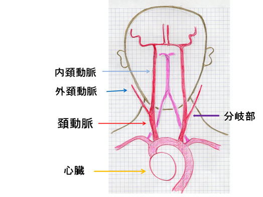 頸動脈